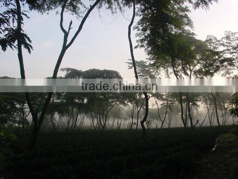 Viet Nam high mountain Jin xuan Oolong tea