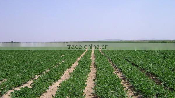 Canned Roasted and Salted Peanut