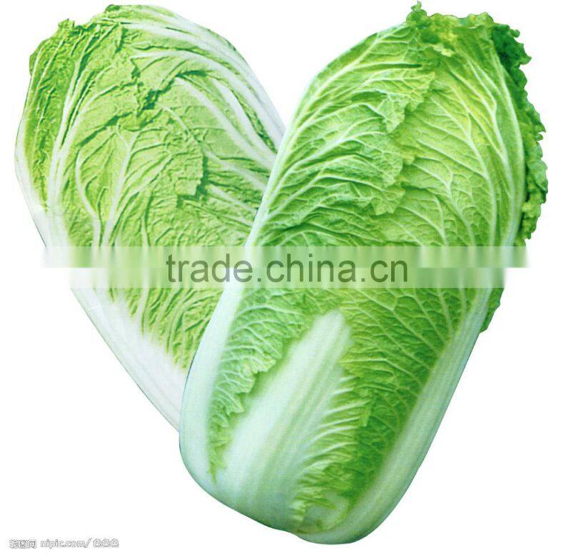 CHINESE FRESH GREEN CABBAGE FLAT TYPE LONG SHAPE