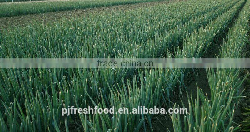 Fresh Onion Long Type Green Onion