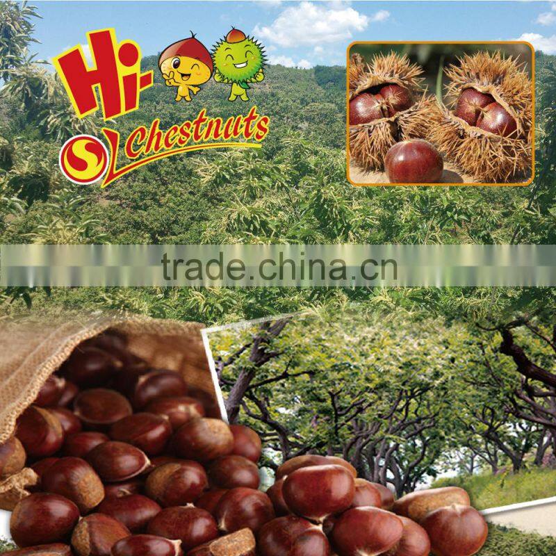 OEM Roasted Ringent Chestnut Oriental Snacks