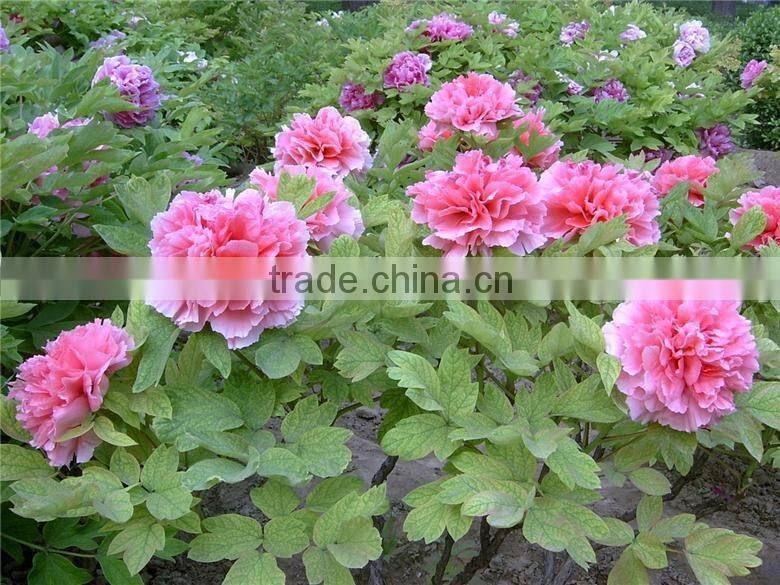 Paeonia suffruticosa Andrews peony seedling