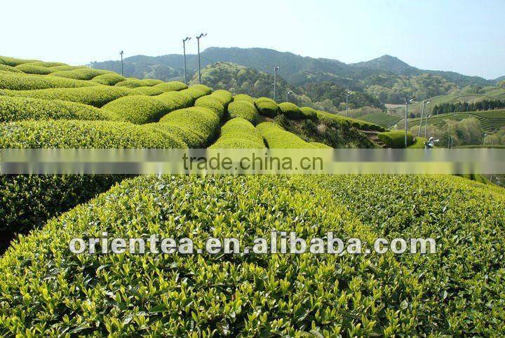 china mee tea 9371 9367 41022A AAA geen tea chun mee