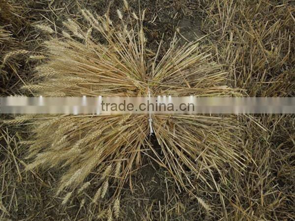 Hot sale rice reaper binder machine price/rice harvesting machine