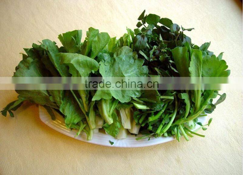 Teemyeah TW-506L Efficient Continuously Vegetable Washing Machine Leafy Vegetable Cleaning Machine