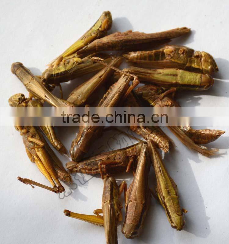 Best price of plastic grasshoppers