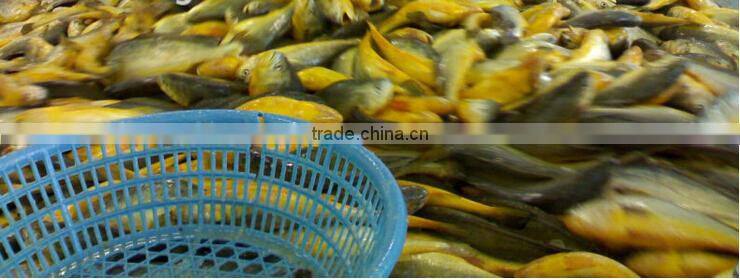 frozen yellow croaker on sale IQF