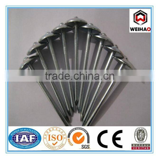 Umbrella head galvanized roofing nail with wahser