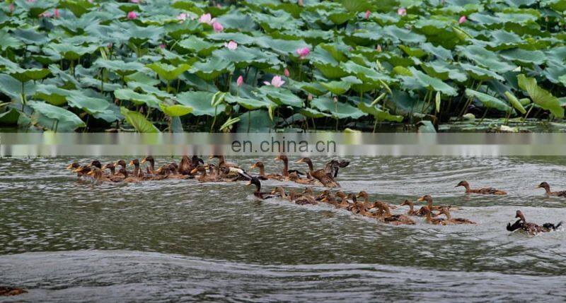 USA-2000 Grade A 70/30 grey duck down big down cluster high filling power, cleaness, odorless, whole sales