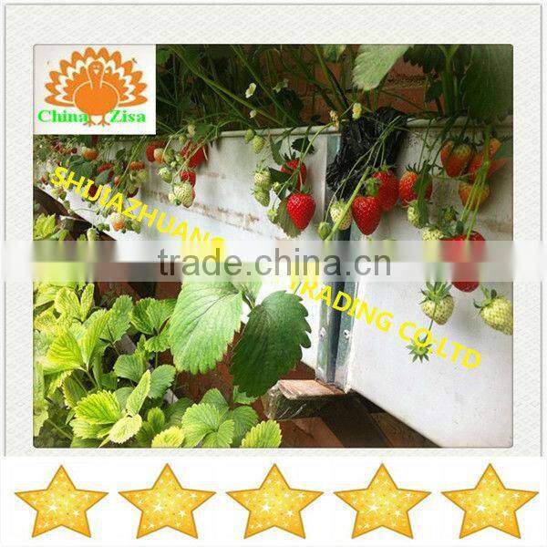 agricultural equipment plant stand in greenhouse