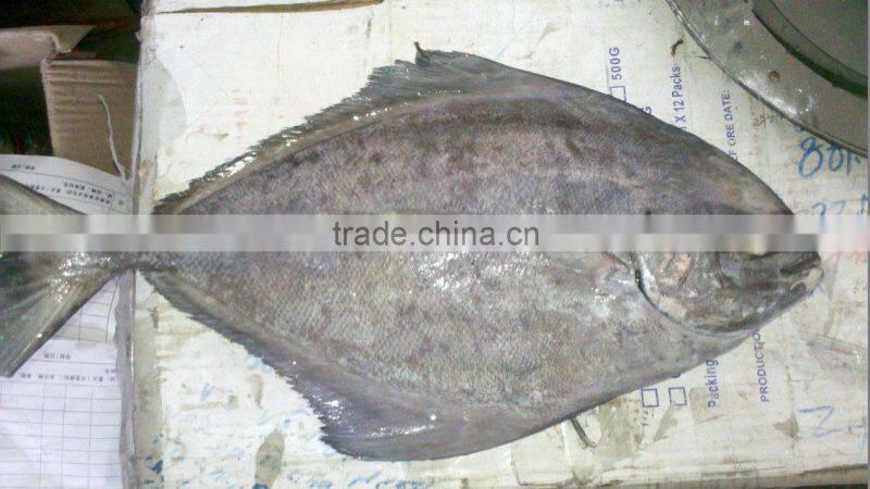 Frozen Black Pomfret