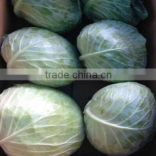 GIMEX VIETNAM FRESH CABBAGE CHEAP