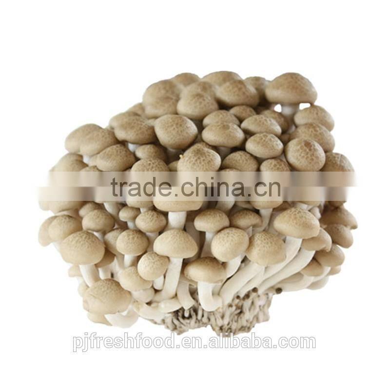 Brown Shimeji