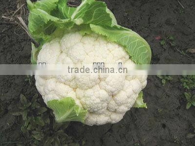 frozen cauliflower