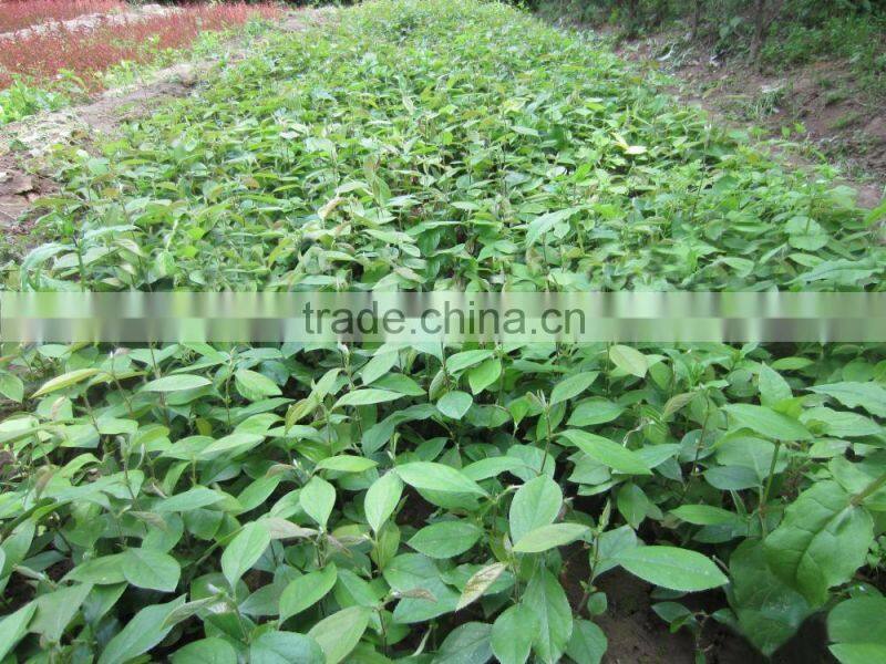 Papaya tree seedling