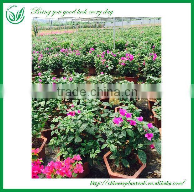 Colorful Bougainvillea Bonsai Living Tree Sales