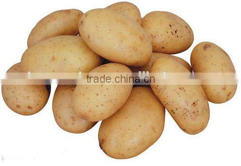 potato peeling, slicing and shreding machine