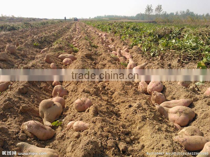 Best Price Factory Supplier harvest machine for potato (Skype:mayjoy61)
