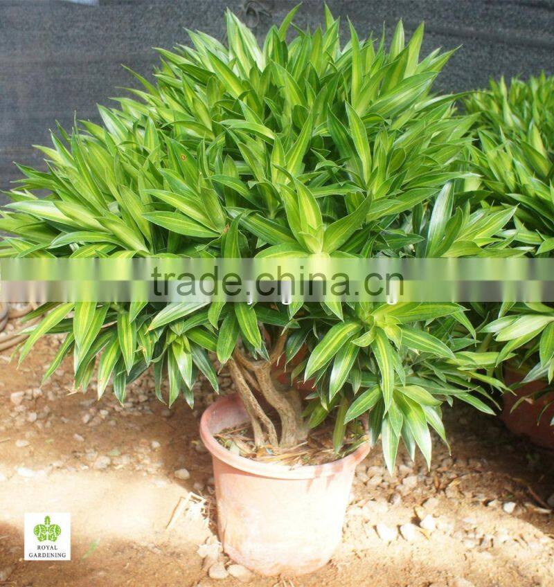 Dracaena reflexa Ornamental Plants