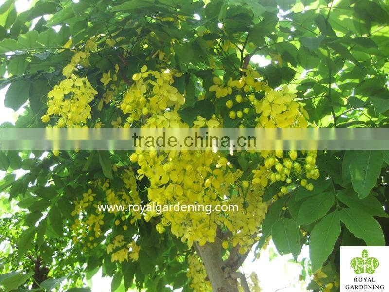 Cassia fistula outdoor tropical trees