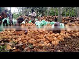 Fresh trimmed/undrimmed coconut