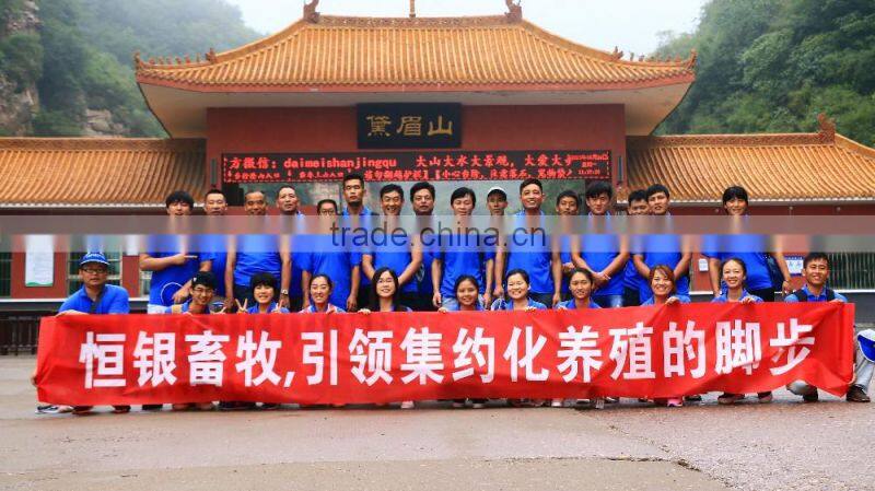 Hot selling in South africa A type layer cage for sale