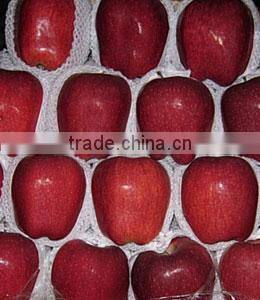 red delicious apple