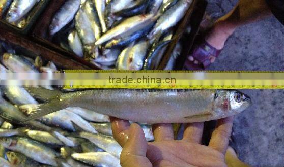 Whole Round Frozen Sardine Fish ( SARDINA MELANOSTICTUS )