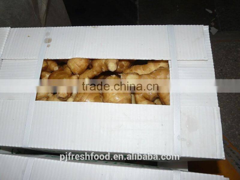 Old Ginger Variety and EXPORT Certification GINGER MATURED 9 MONTHS OLD