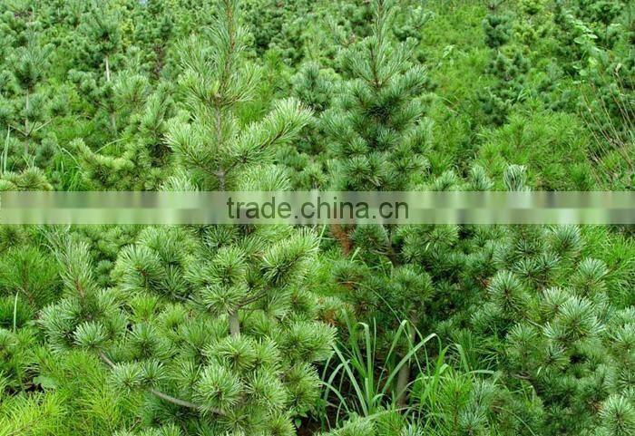 The decoration plant Pinus parviflora seedling