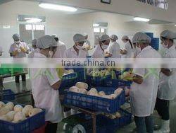 BEST SELLING VIETNAM CANNED PINEAPPLE CHUNKS / SLICES IN SYRUP (20oz/580ml and 30oz/850ml)