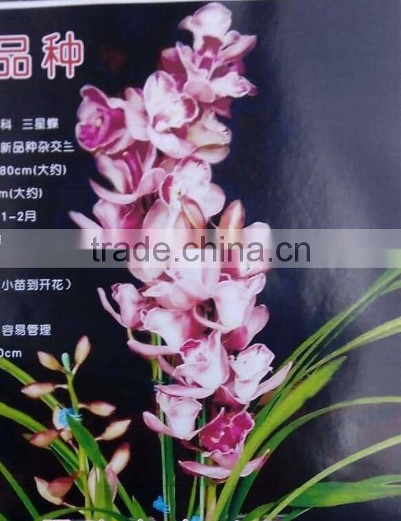Cymbidium hybridum faberi(Peach Beauty)