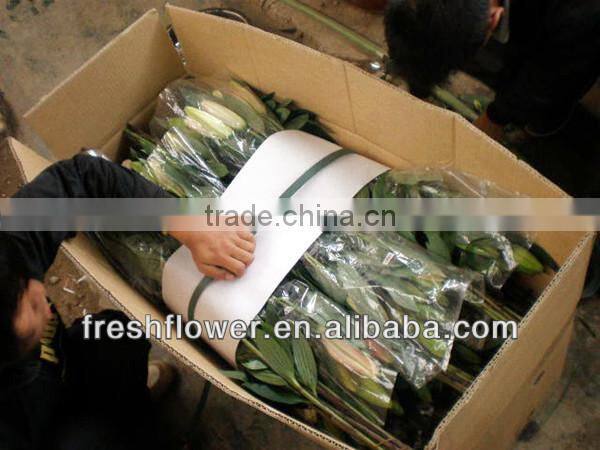 Supply high quality fresh cut oriental white lily