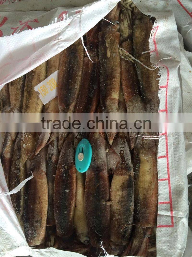 Frozen illex squid
