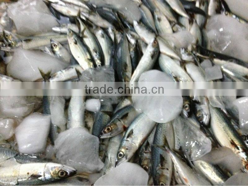 new coming 200-300g WR frozen mackerel (pacific mackerel)