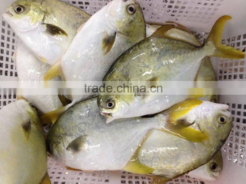 frozen bulk golden pomfret fish