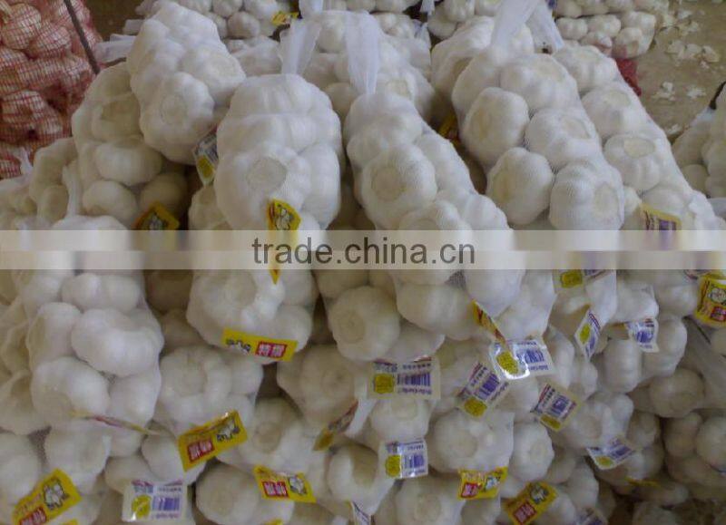 new garlic price