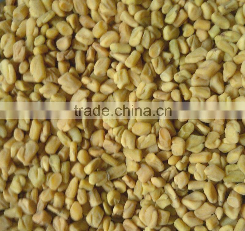 Fenugreek