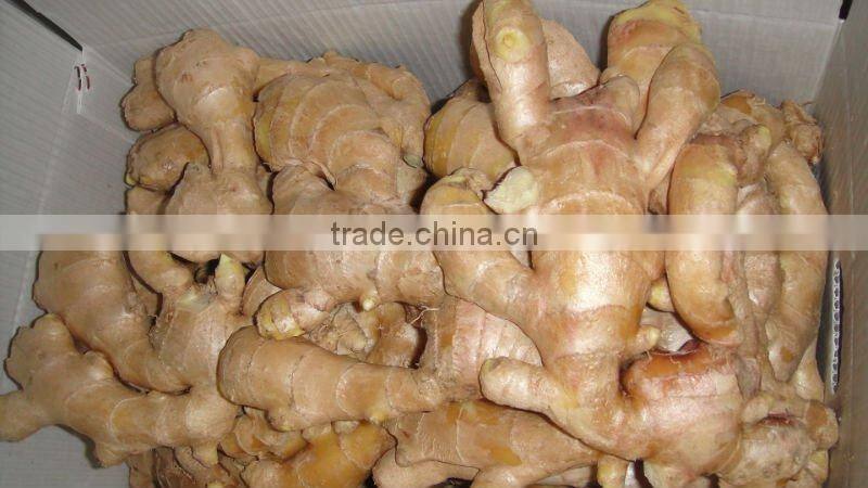 New Crop china fresh ginger for sale