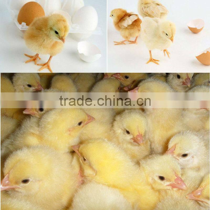 Good quality!!! pigeon eggs for hatching