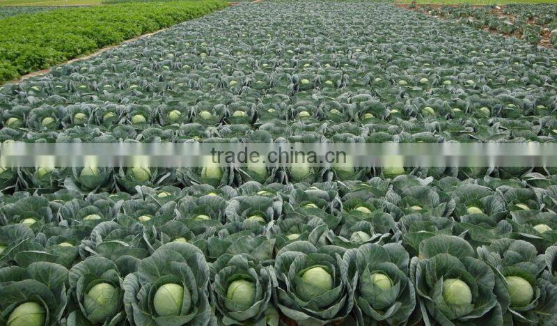 Early maturity cabbage seeds ZHONG GAN No.828(F1)