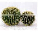 indoor & outdoor decoration artificial ball cactus