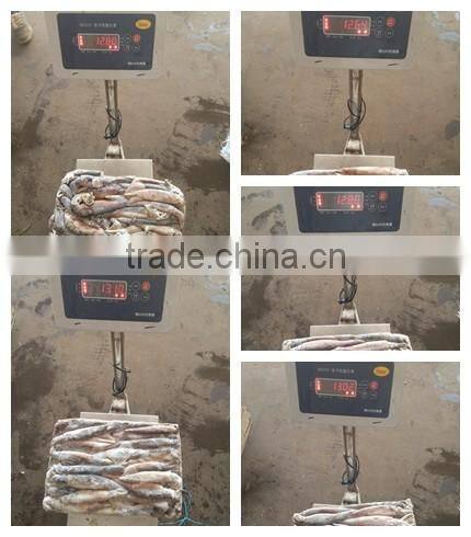 Argentina squid / frozen squid / frozen Illex Squid