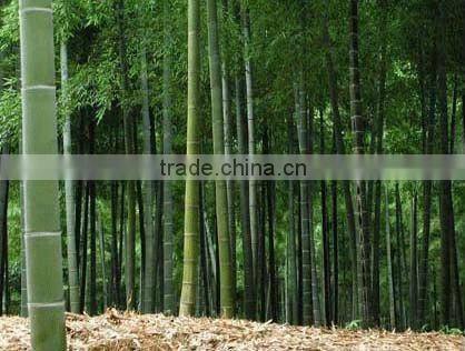 solid bamboo flooring with good quality and price