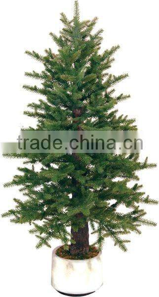 Spheroidal cypress pine tree