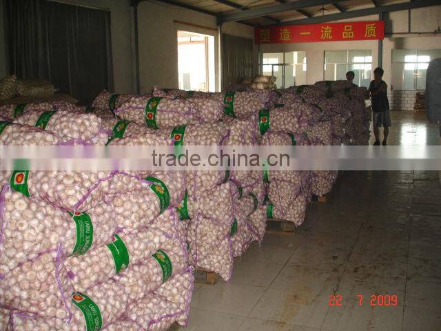 shandong new garlic price of sale