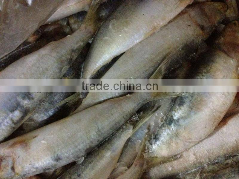 Frozen Sardines WR 8-10pcs/kg fishing