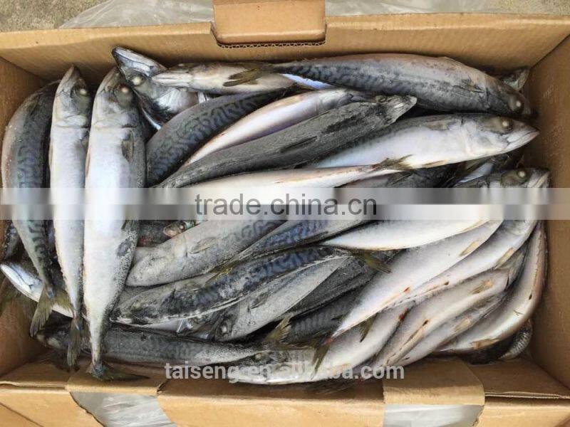 Asmak Frozen Seafood Whole Round Saba mackerel