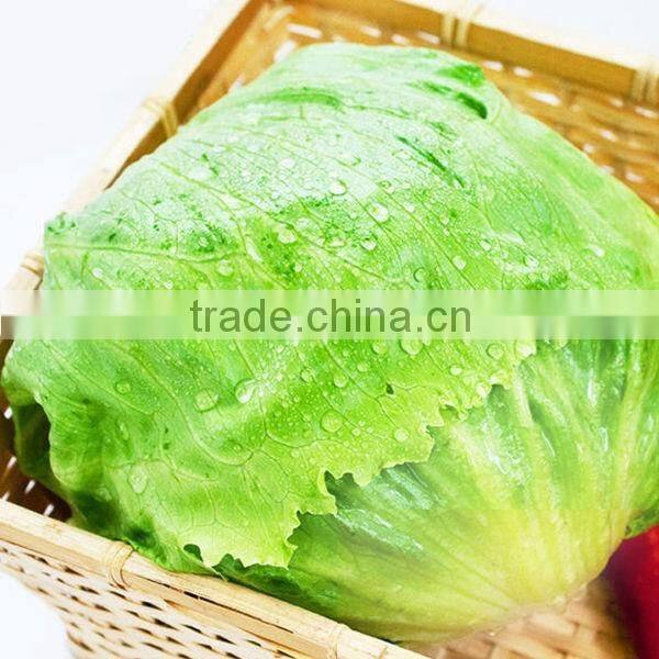 Yunnan organic vegetables Top grade lettuce on sale farm planter on sell