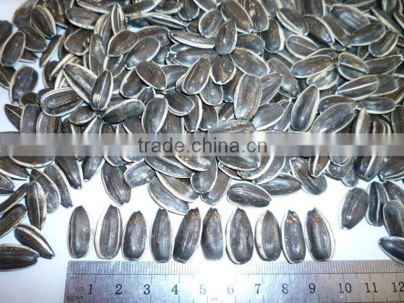 china new crop sunflower seed for export